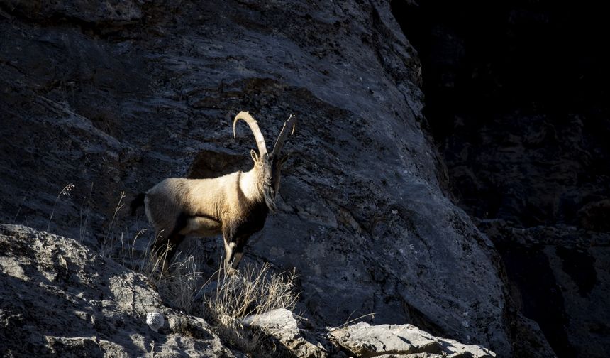 Tunceli'de yaban keçileri Munzur Vadisi'ne indi