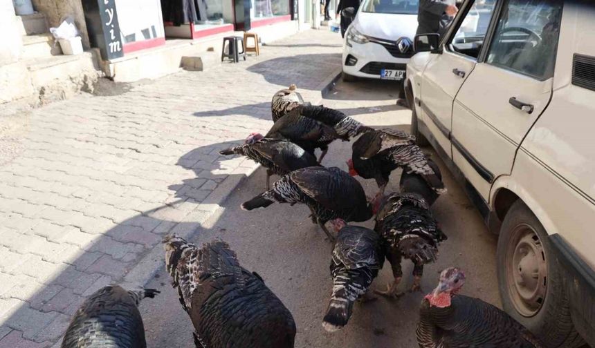 Adana’da ilginç görüntü: Hindiler çarşıda gezdirilerek satılıyor