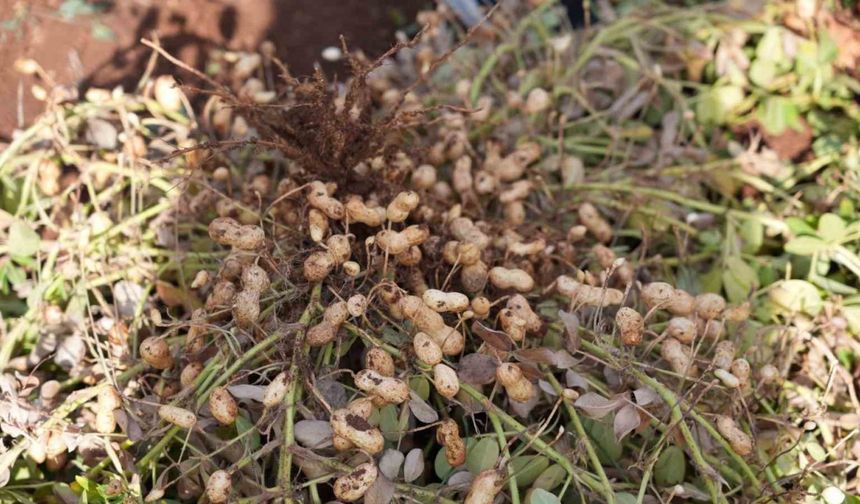 Adıyaman’da yer fıstığı hamlesi