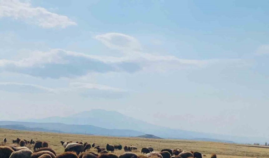 Ağrı’da ılıman iklim kış besicilerin yüzünü güldürdü