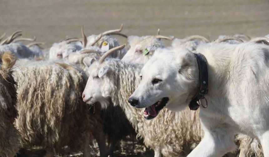 Ankara’nın kadim değeri tiftik keçisi yeniden gözde: Ayaş’ta 3 bin baş yetiştiriliyor