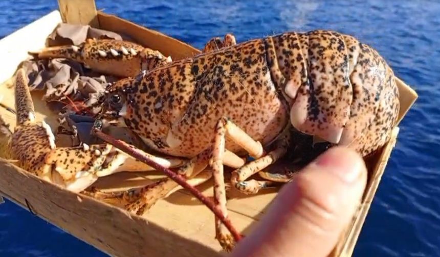 Çanakkale’de 525 kilo balığa el konuldu