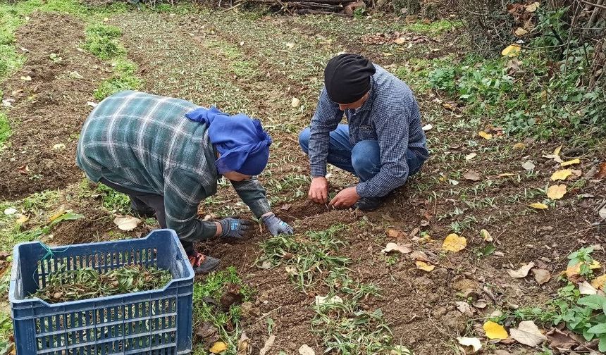 Devrek’te salep fidelerinin dikimine başlandı