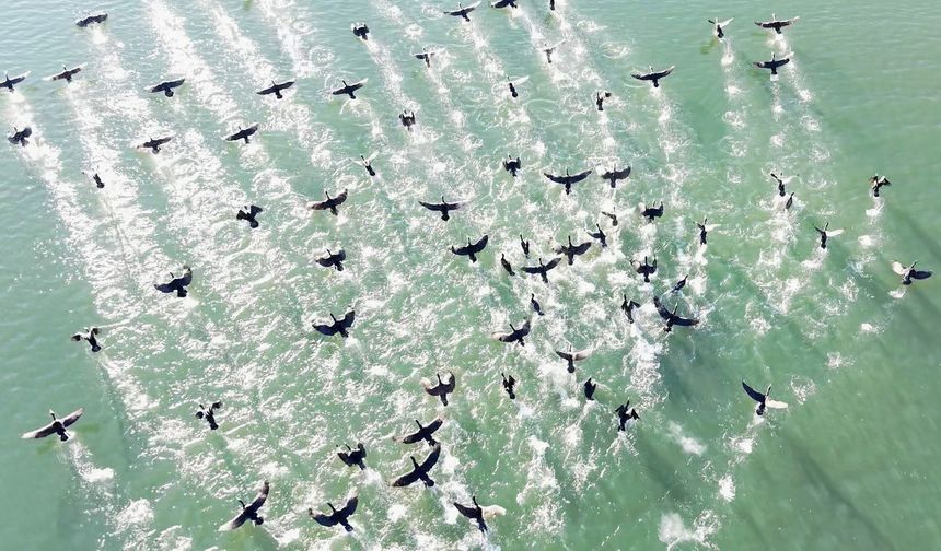 Elazığ'da soğuk havada doğanın sessiz misafirleri kara bataklar