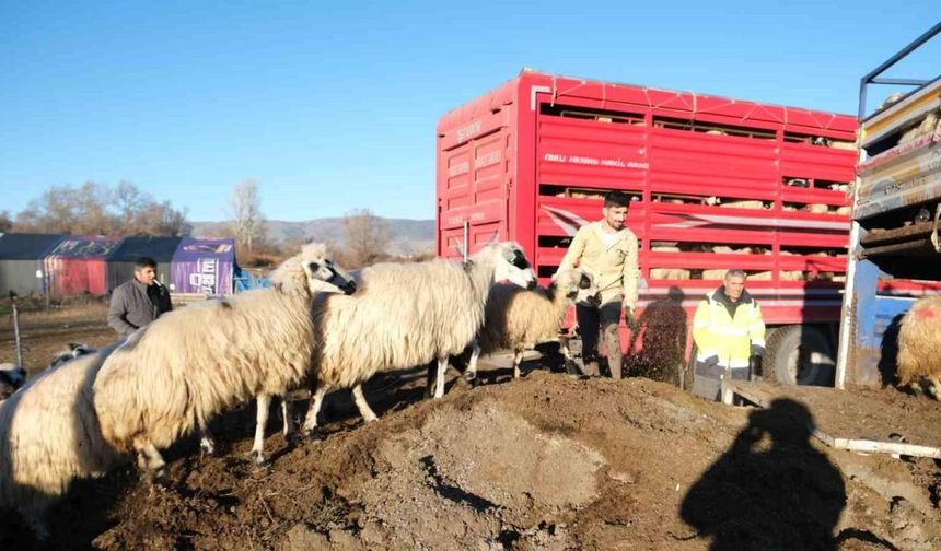 Erzincan’da soğuk hava nedeniyle sürüler yayladan indirildi