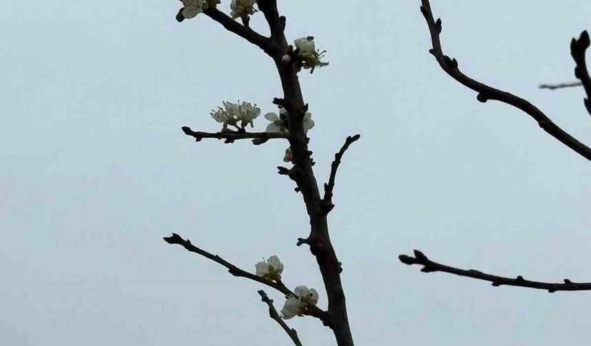 Eskişehir'de kayısı ağacı Aralık ayında çiçek açtı