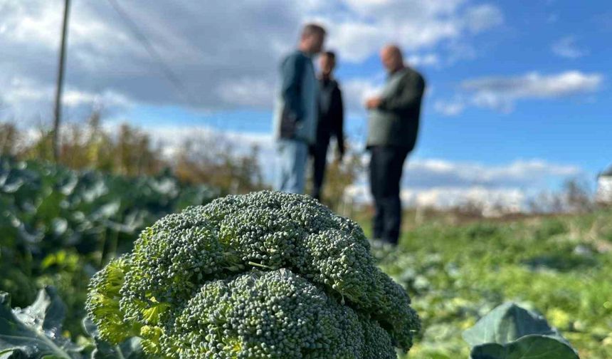 Fiyatı tarlada 10 liraya inen brokoli pazarda 70 liraya satılıyor