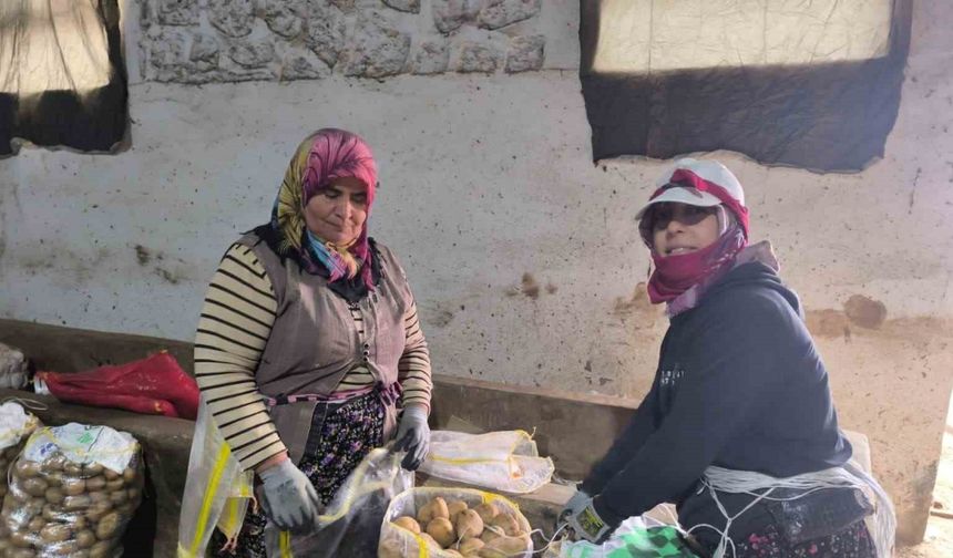 Hasadı biten patateste depolama süreci başladı