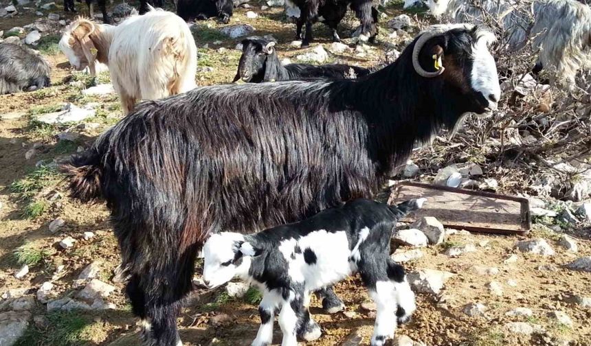 Keçiyi meraya, çobanı yaylaya döndürecek 13 öneri