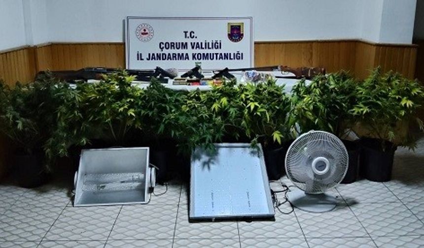 Köy evinde çadır kurup skunk yetiştiren şahsa operasyon