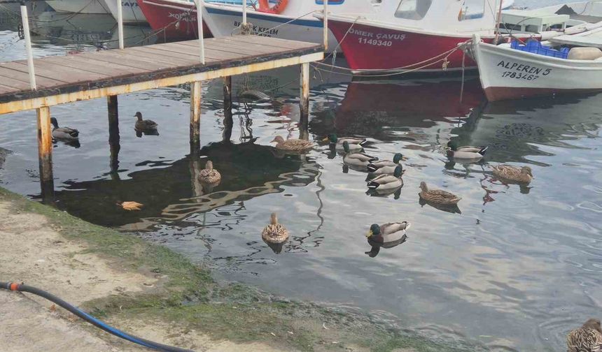Limanın maskotu ördekler