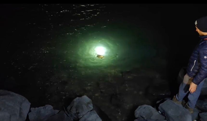 Misina ve ipe dolanan caretta carettanın yardımına vatandaşlar yetişti