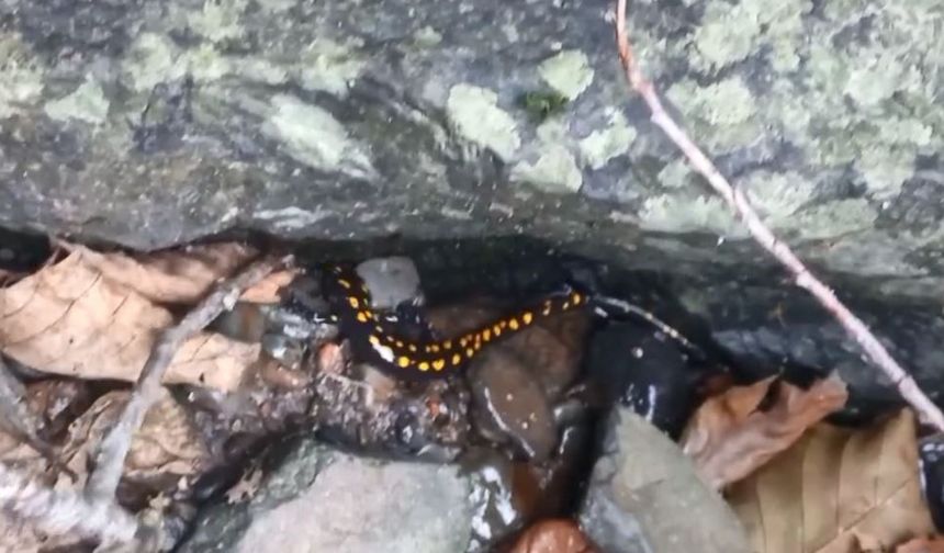 Nesli tehlike altındaki Kafkas semenderi Şavşat’ta görüntülendi