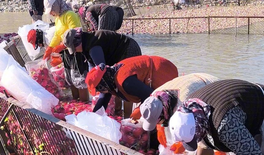 Osmaniye Kadirli’de turp mesaisi: Soğuk suda ekmek mücadelesi