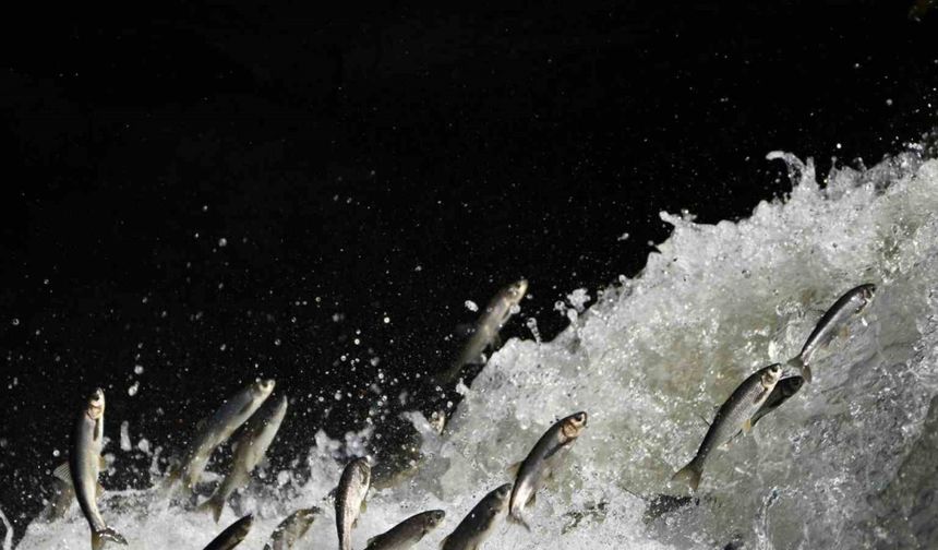 Prof. Dr. Alaeddinoğlu: "İnci kefalinin nesli ciddi tehdit altında"