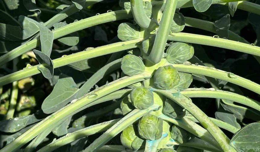 Rusya ve Hollanda lahanayı "Brüksel"den değil İznik’ten alıyor