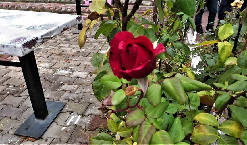 Yozgat’ta yalancı bahar: Aralık ayında güller ve diğer çiçekler açtı