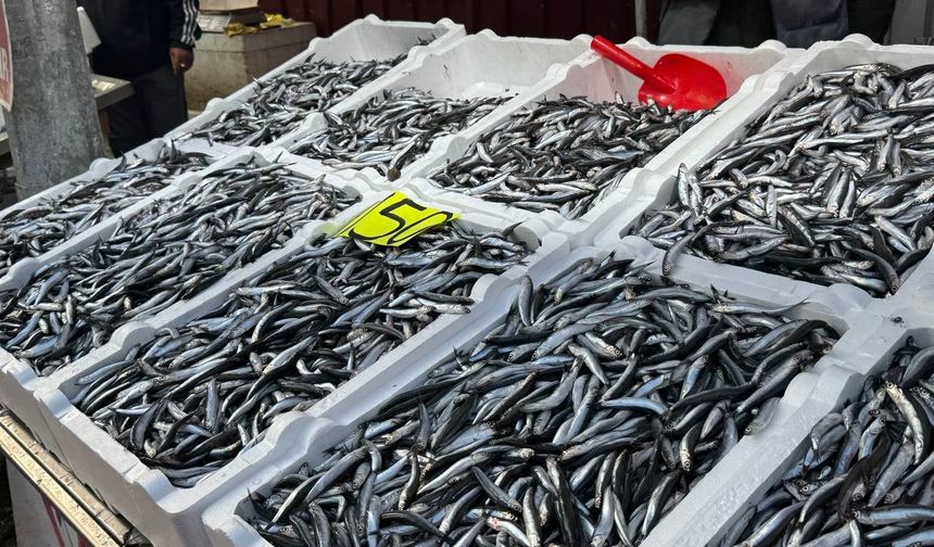 Zonguldak’ta hamsi 150 liradan alıcı buldu