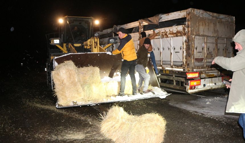 Bingöl'de tipide mahsur kalan büyükbaş hayvanlara saman desteği