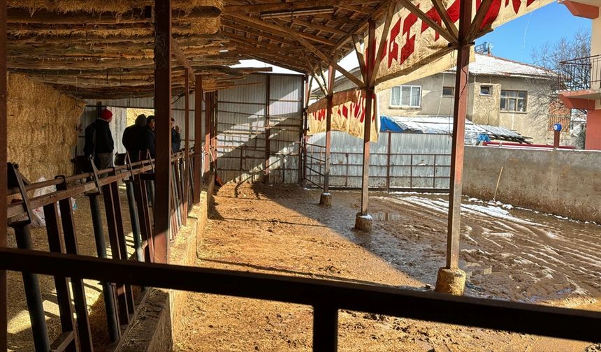 Burdur'da elektrik akımına kapılan 14 büyükbaş hayvan telef oldu