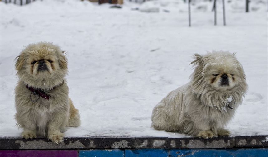 Erzurum ve Kars'ta kar etkili oldu