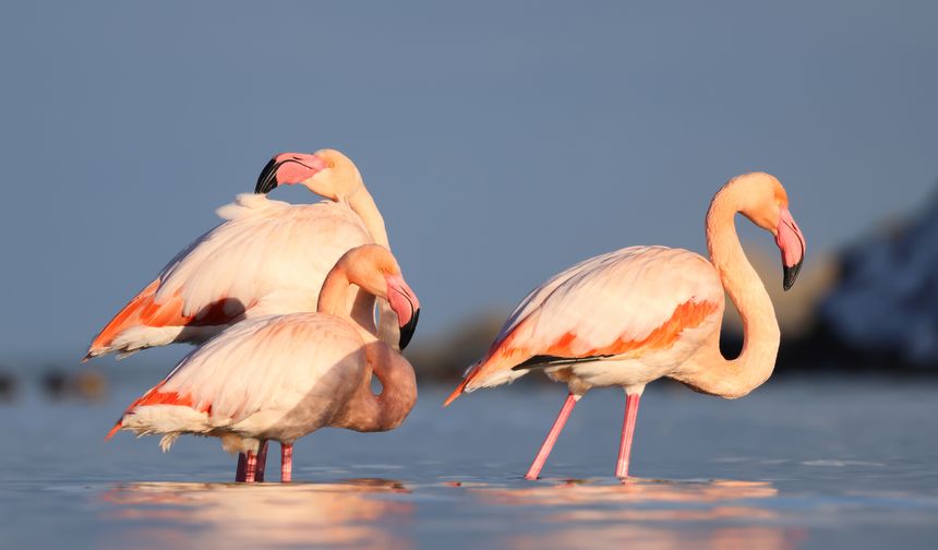 Kastamonu'da Ezine Çayı'na gelen flamingonlar renkli görüntüler oluşturdu