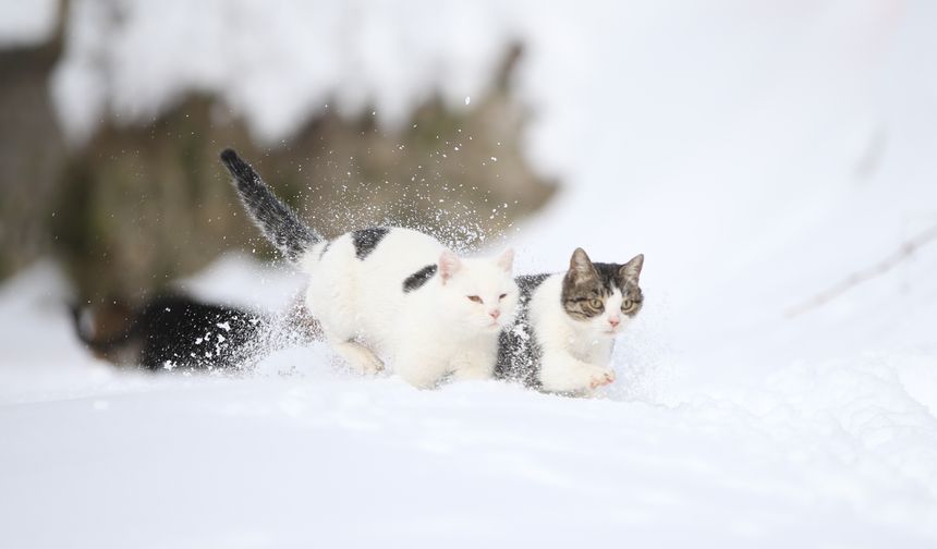 Kastamonu'da kar nedeniyle yiyecek bulamayan kedileri köy imamı besliyor