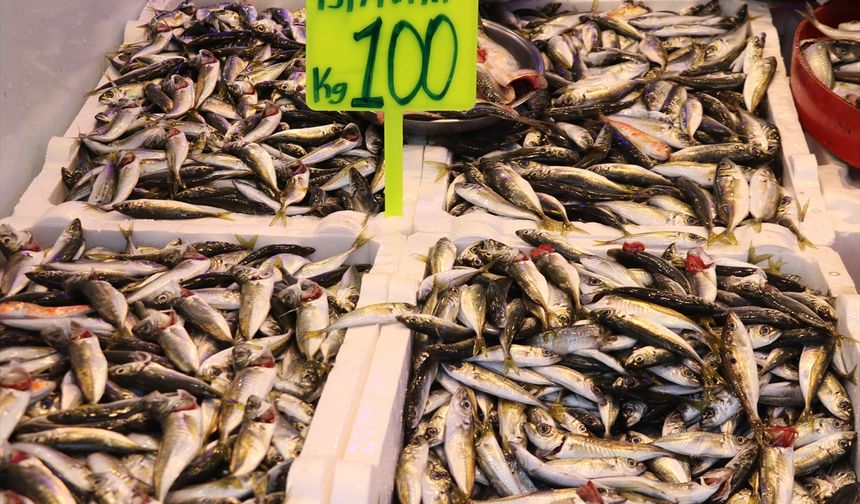 Rize'de istavritin kilogramı 100 liradan satılıyor