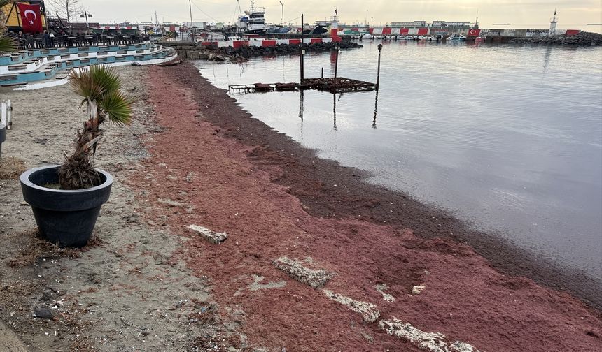 Tekirdağ'da lodos nedeniyle sahilin bir kısmı kırmızı yosunla kaplandı