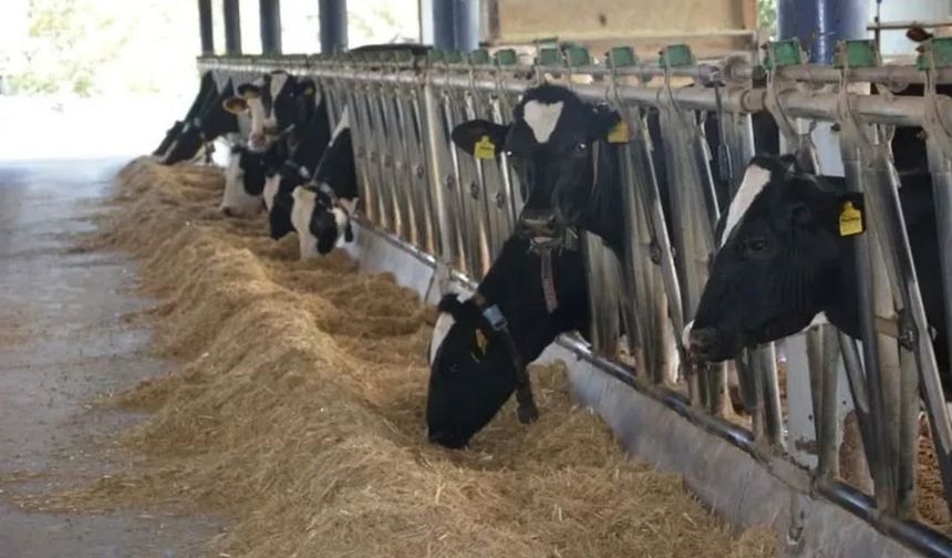 Aydın hayvancılıkta Türkiye zirvesinde