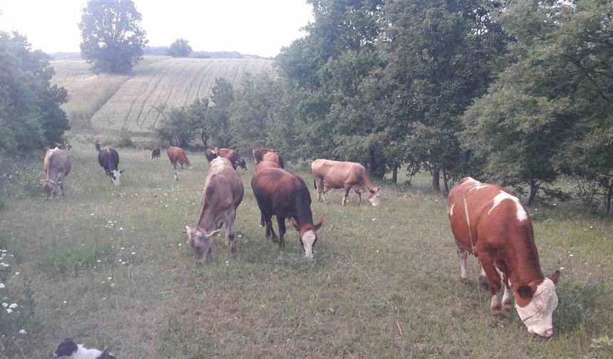 Bilecik'te şap alarmı: Hayvan giriş-çıkışları yasaklandı