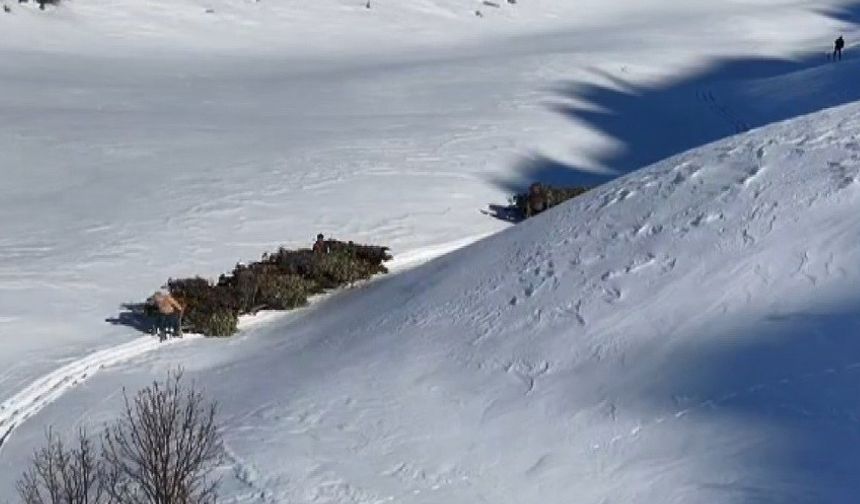 Bitlis'te hayvanlar için kızaklı yem mesaisi