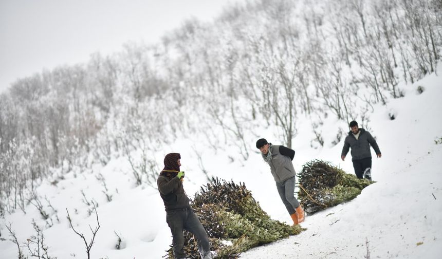 Muş'ta besicilerin kızaklı zorlu kış mesaisi