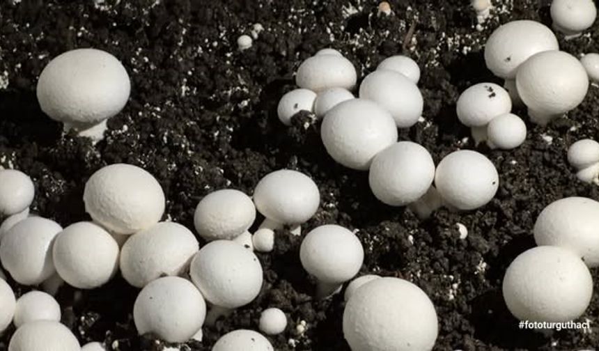 Öğrencilerin yetiştirdiği kültür mantarı hasadı yapıldı