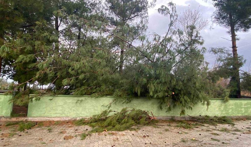 Osmaniye'de şiddetli rüzgar dev ağaçları kökünden söktü