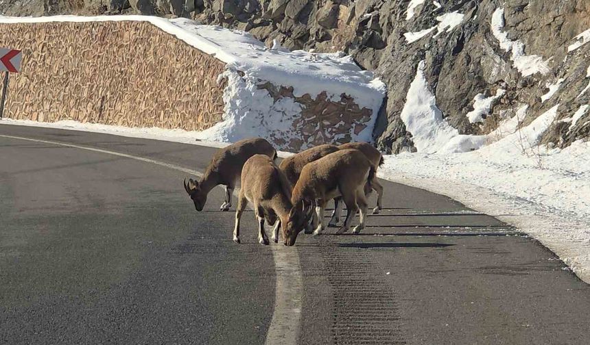 Sarp kayaların efendileri dağ keçileri Vauk Dağı eteklerinde otlanırken görüldü