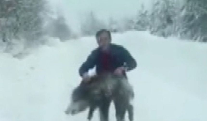 Sinop'ta bir vatandaş yaban domuzu sürüsüne dalıp eliyle yakaladı