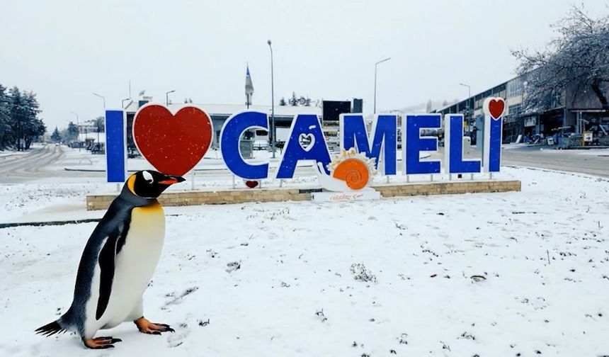 Sürüden ayrılan nihilist penguen Çameli'ye uğradı
