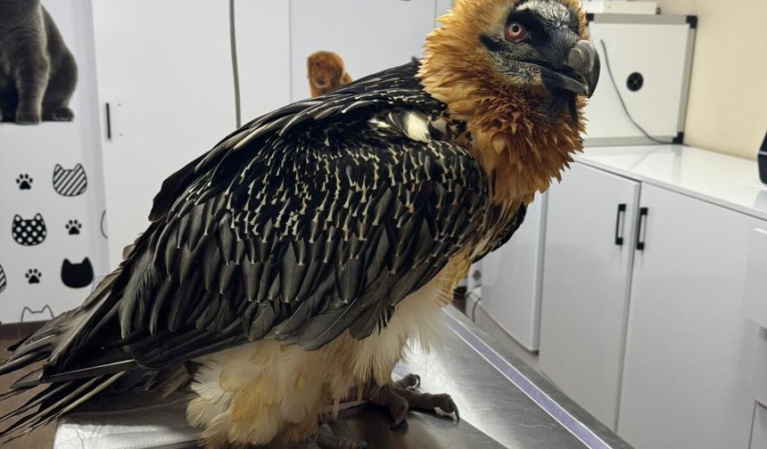 Artvin'de tedavisi tamamlanan sakallı akbaba, takip cihazı takılarak doğaya salındı