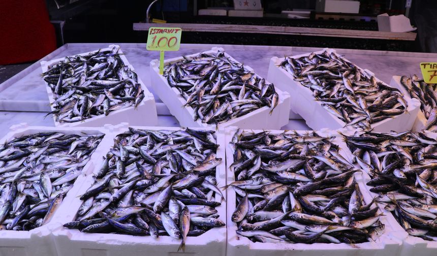 Rize'de istavritin kilogramı 100 liradan satışa sunuldu