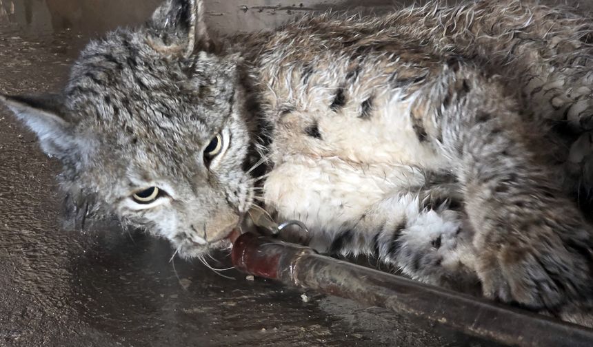 Sivas'ta arazide yaralı halde bulunan vaşak tedavi altına alındı
