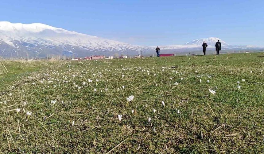 Bitlis'te kardelen ve çiğdemler açtı