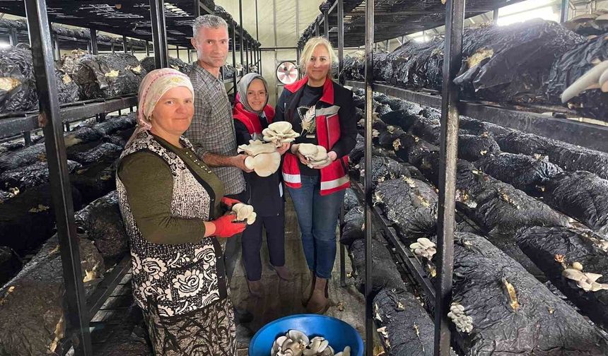 Çarşamba'da mantar hasadı etkinliği