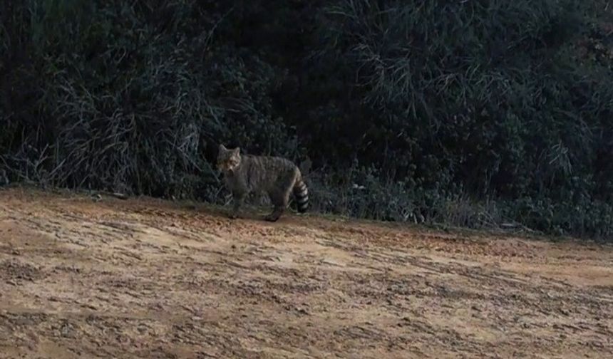 Ganos Dağları'nda yaban kedisi görüldü