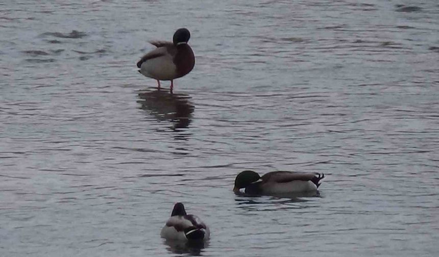 Kars'ta yaban hayatı şehre indi: Yeşilbaş ördeklerin yemek mesaisi kamerada