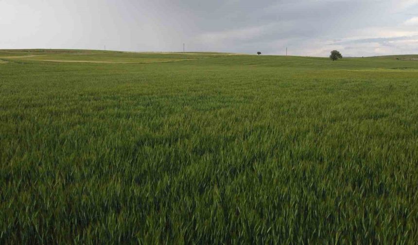Konya'da yüksek kesimler yağışa doydu