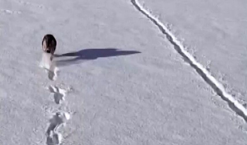 Kurtlar karlı arazide ağzında kemikle görüntülendi