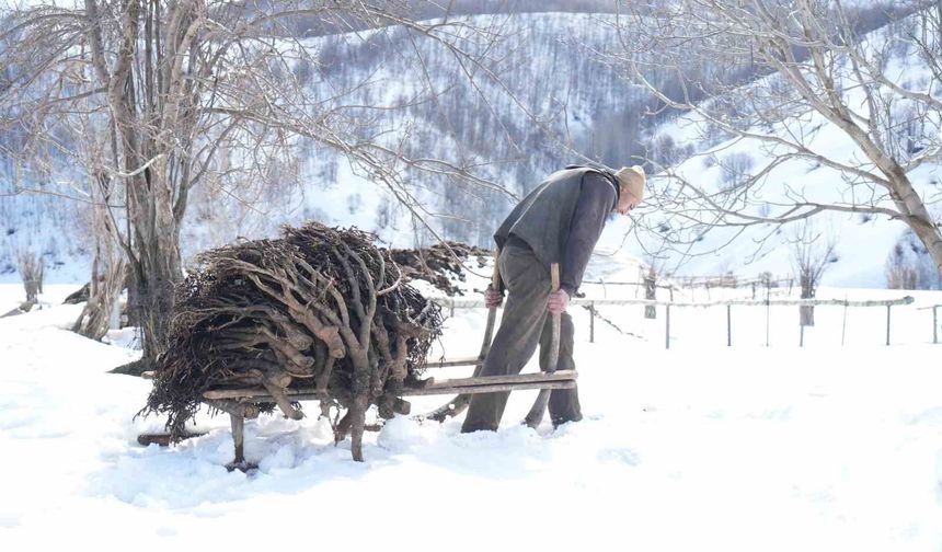 Muş'ta besicilerin asırlık geven otu geleneği sürüyor
