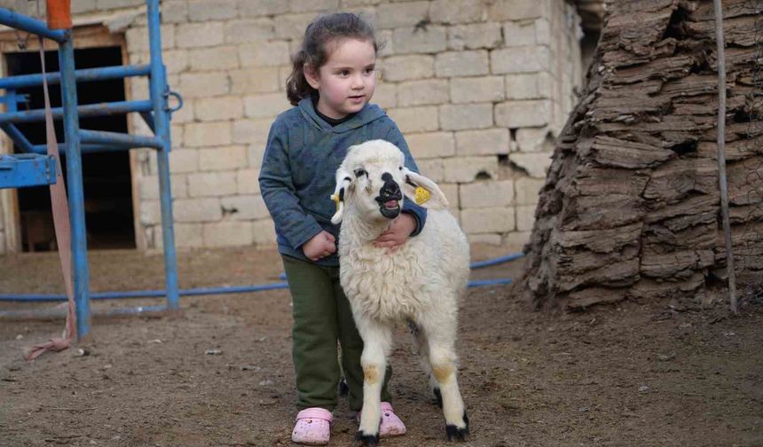 Muş'ta hayvan sayısı 1,4 milyonu aştı: 650 bin kuzu ve oğlak doğumu bekleniyor