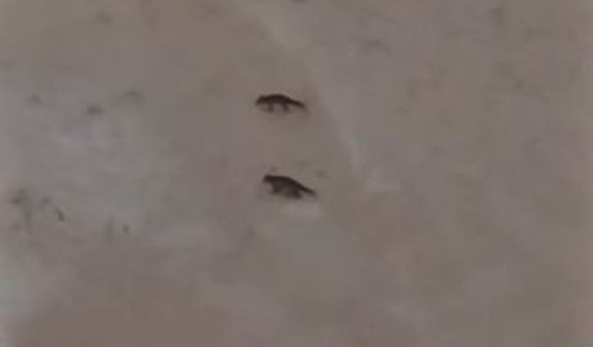 Son yılların en soğuk kışını yaşayan Sivas'ta yabani hayvanlar sık sık yerleşim bölgelerine iniyor